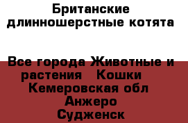 Британские длинношерстные котята - Все города Животные и растения » Кошки   . Кемеровская обл.,Анжеро-Судженск г.